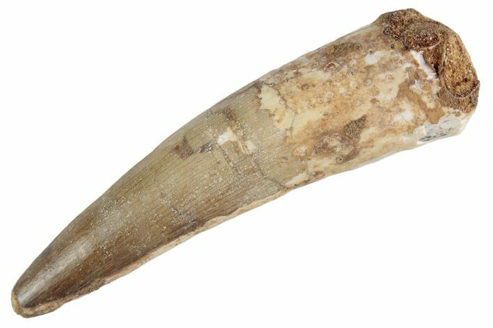 Fossil Spinosaurus Tooth - Real Dinosaur Tooth #367957
